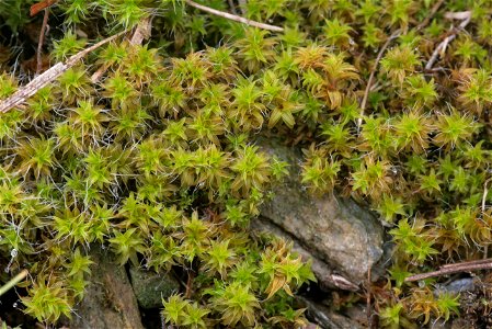 Syntrichia ruralis var. ruraliformis