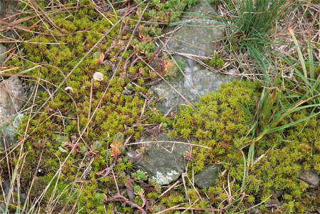 Syntrichia ruralis var. ruraliformis