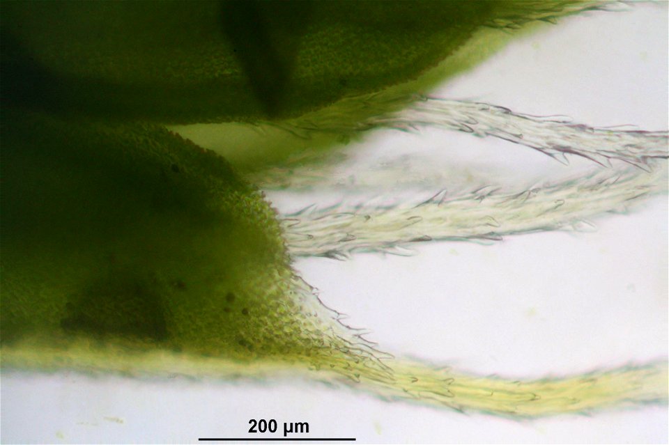 Syntrichia ruralis var. ruraliformis