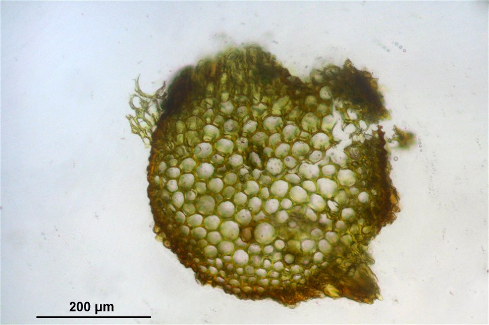 Syntrichia ruralis var. ruraliformis
