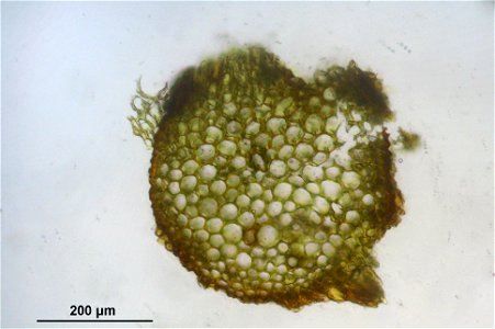 Syntrichia ruralis var. ruraliformis