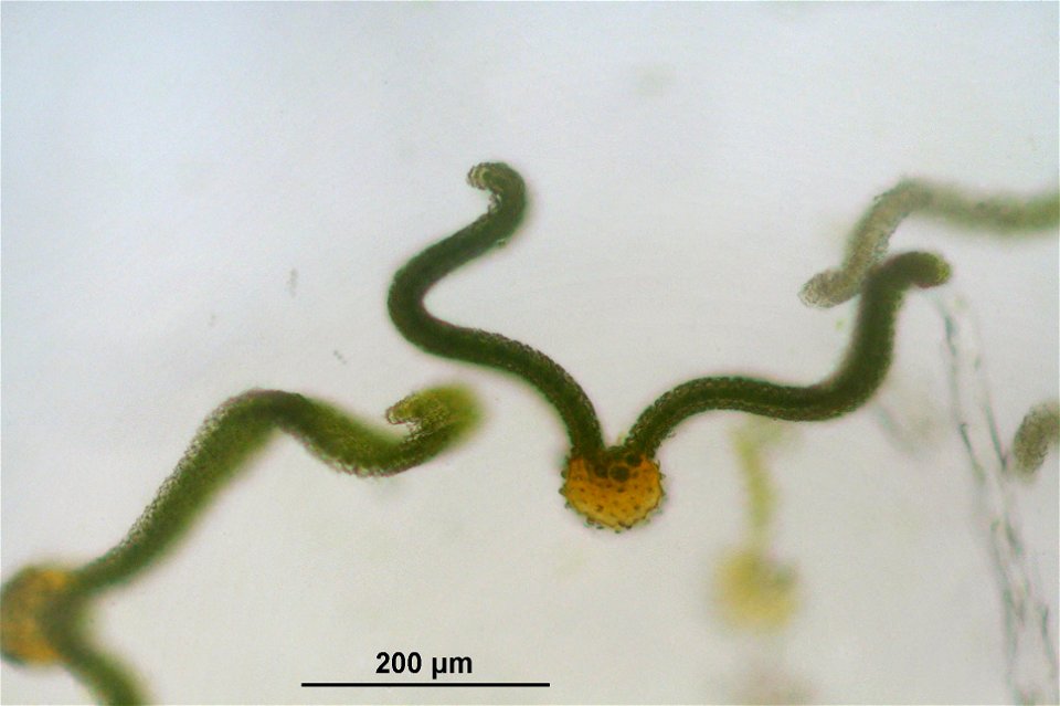 Syntrichia ruralis var. ruraliformis