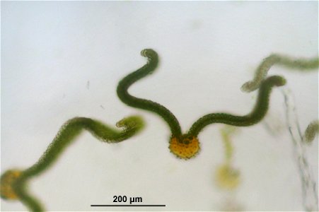 Syntrichia ruralis var. ruraliformis