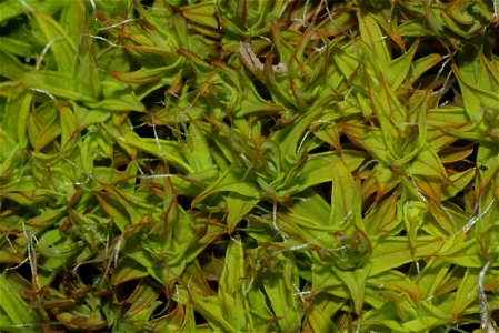 Syntrichia ruralis var. ruraliformis