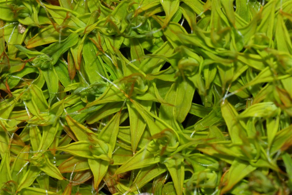 Syntrichia ruralis var. ruraliformis
