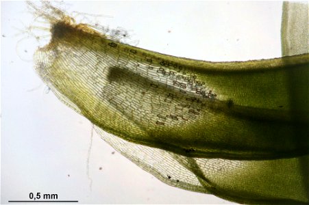 Syntrichia ruralis var. ruraliformis