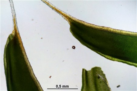 Syntrichia ruralis var. ruraliformis