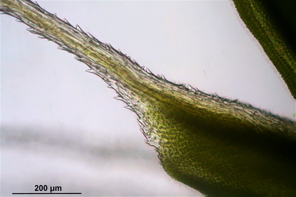 Syntrichia ruralis var. ruraliformis