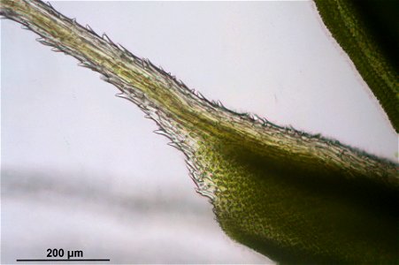 Syntrichia ruralis var. ruraliformis