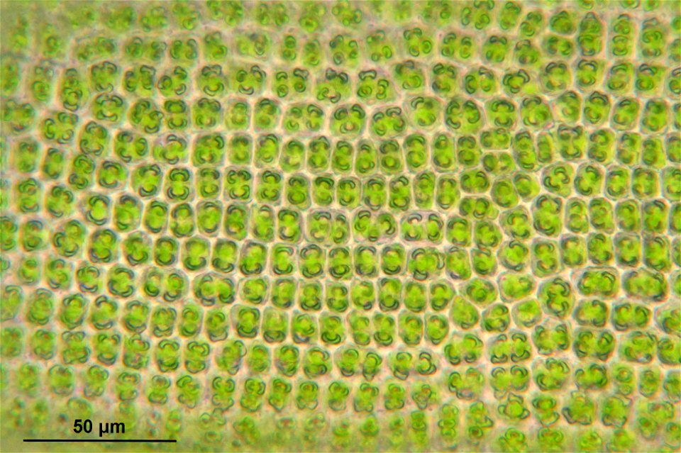 Syntrichia ruralis var. ruraliformis