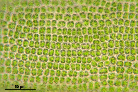 Syntrichia ruralis var. ruraliformis