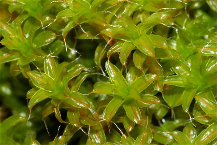 Syntrichia ruralis