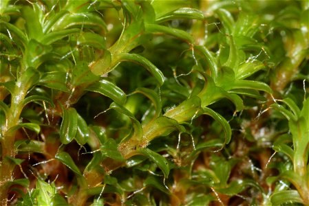 Syntrichia ruralis