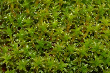 Syntrichia ruralis