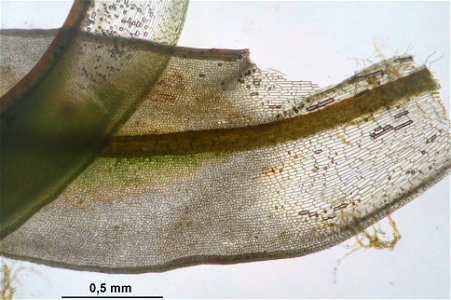 Syntrichia ruralis