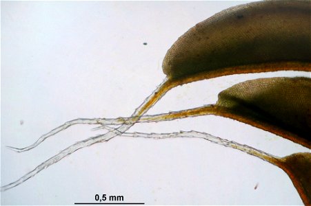 Syntrichia ruralis