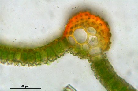Syntrichia ruralis