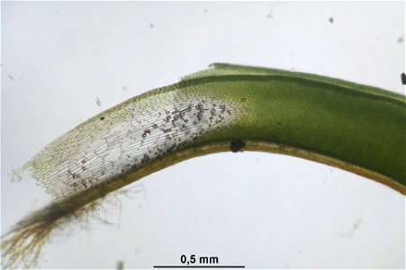 Syntrichia ruralis