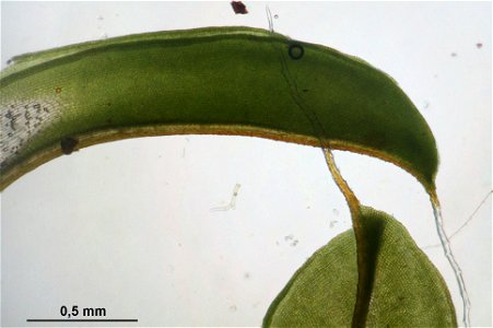 Syntrichia ruralis