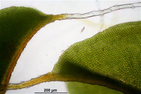 Syntrichia ruralis
