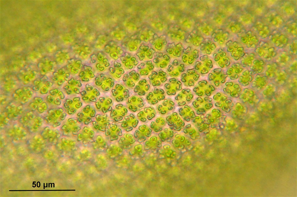 Syntrichia ruralis