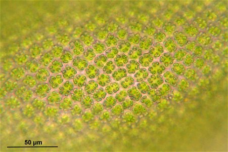 Syntrichia ruralis