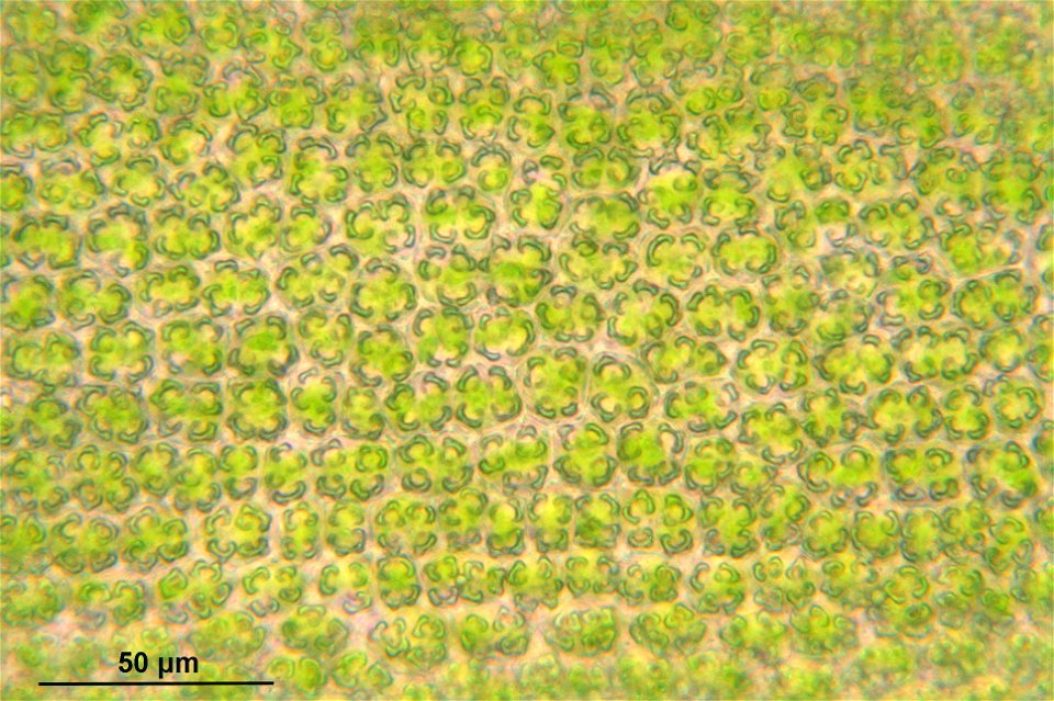 Syntrichia ruralis