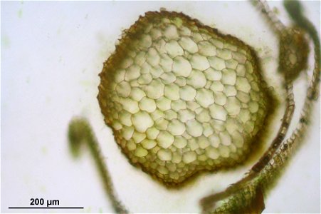 Syntrichia ruralis