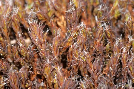 Syntrichia ruralis
