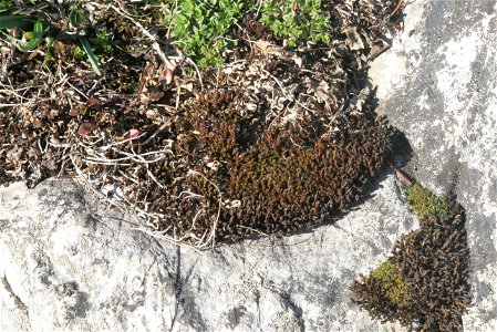 Syntrichia ruralis