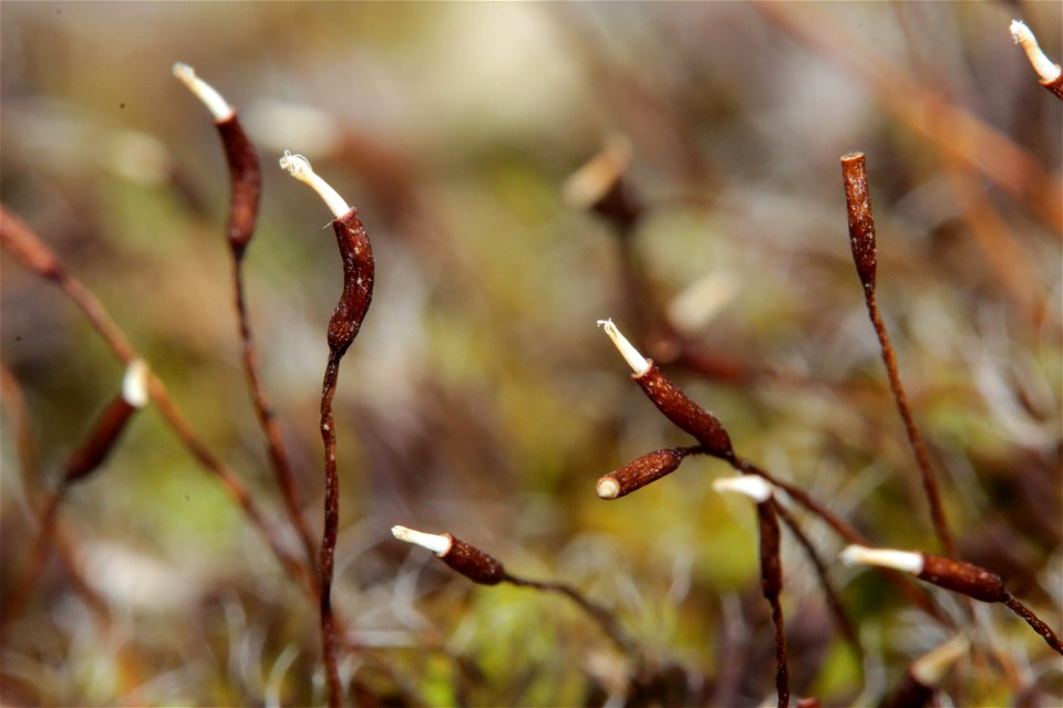 Syntrichia ruralis