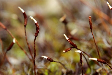 Syntrichia ruralis