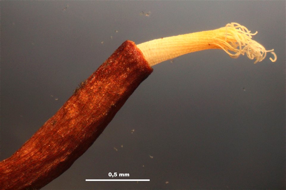 Syntrichia ruralis