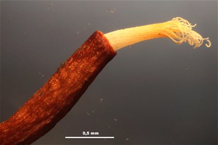 Syntrichia ruralis