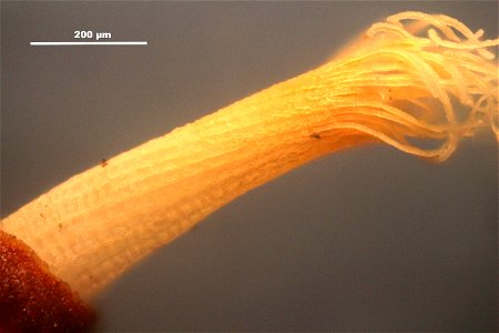 Syntrichia ruralis