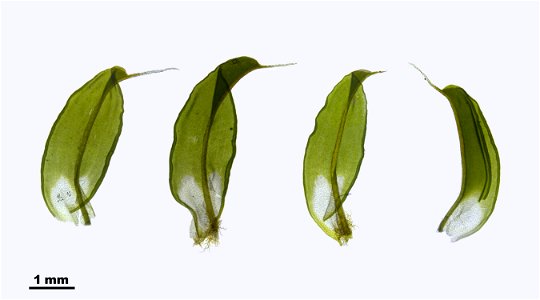 Syntrichia ruralis