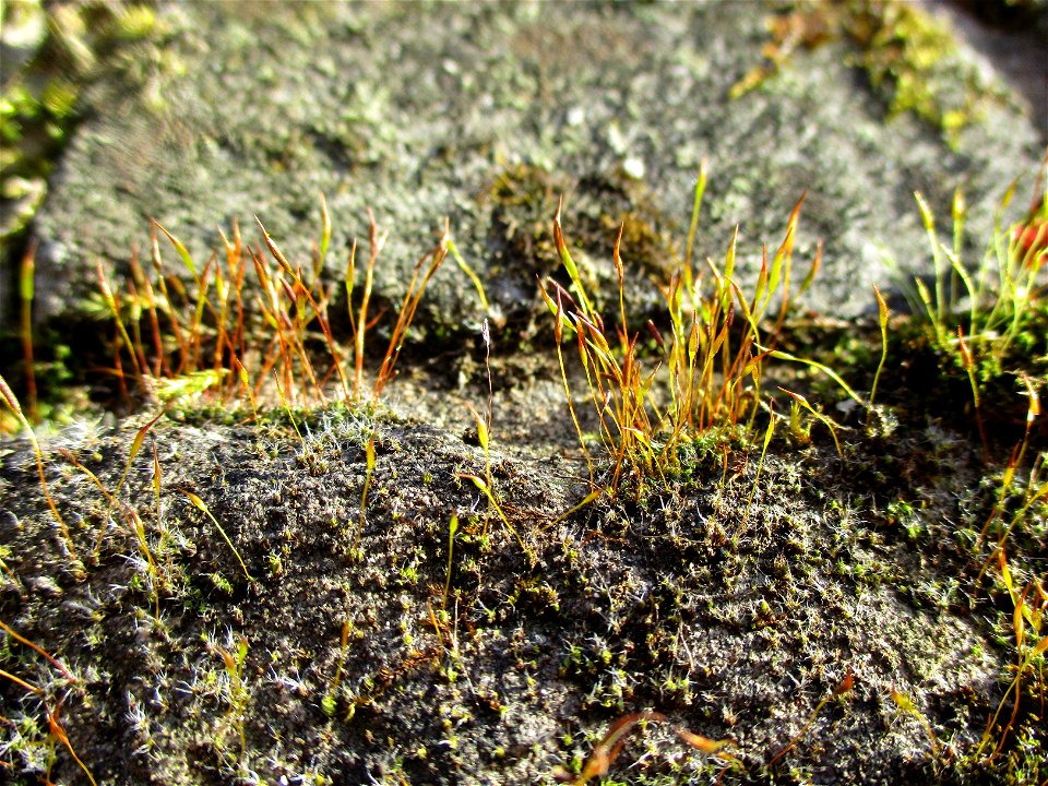 Mauer-Drehzahnmoos (Tortula muralis) im Bürgerpark Saarbrücken