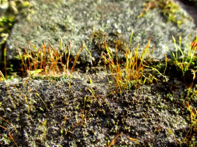 Mauer-Drehzahnmoos (Tortula muralis) im Bürgerpark Saarbrücken