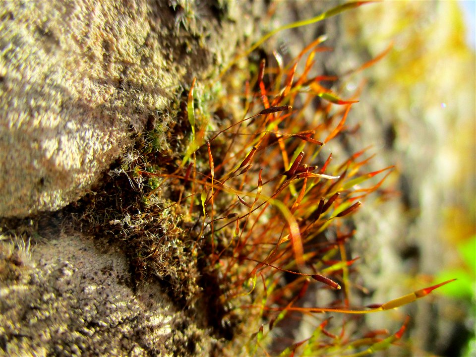 Mauer-Drehzahnmoos (Tortula muralis) im Bürgerpark Saarbrücken
