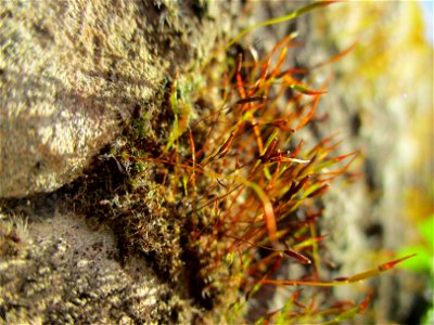 Mauer-Drehzahnmoos (Tortula muralis) im Bürgerpark Saarbrücken