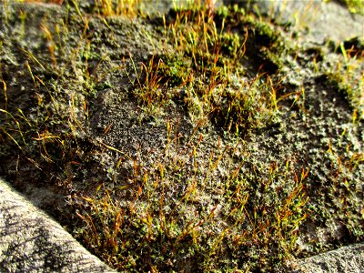 Mauer-Drehzahnmoos (Tortula muralis) im Bürgerpark Saarbrücken