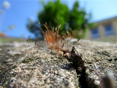 Mauer-Drehzahnmoos (Tortula muralis) auf der Propsteigartenmauer in Ensheim