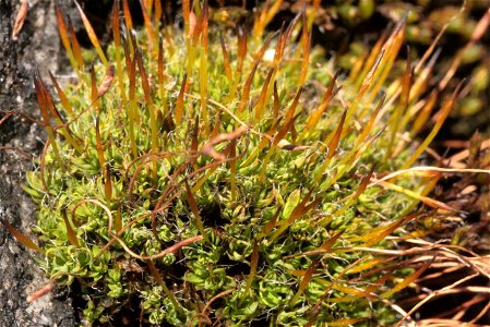 Tortula muralis
