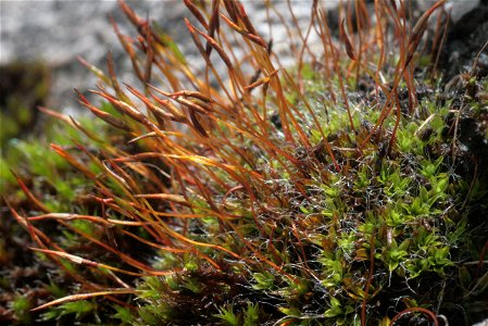 Tortula muralis