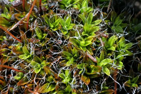 Tortula muralis