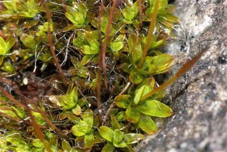 Tortula muralis