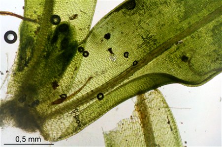 Tortula muralis