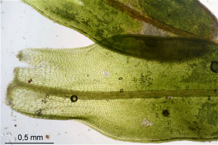 Tortula muralis