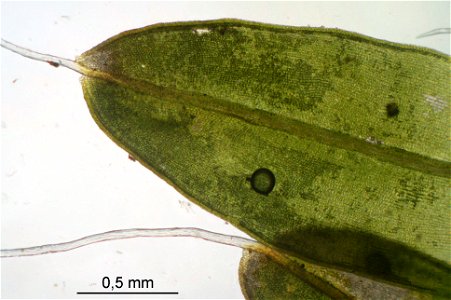 Tortula muralis