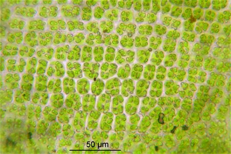 Tortula muralis